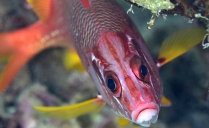 Squirrelfish are part of a family of coral fish that take advantage of a 'multibank retina' to survive on the reef at night. Image: Justin Marshall